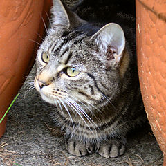 photo "watching birds"