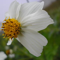 фото "flor branca"