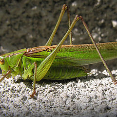 photo "Grasshopper"
