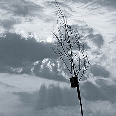 photo "Before thunderstorm"