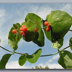 photo "Berries-florets"