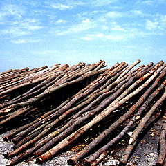 photo "Wood ,  Sea"