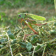 photo "In a grass the grasshopper sat..."