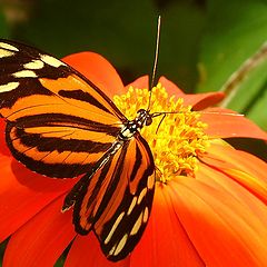 фото "Heliconius on Mexican Sunflower"