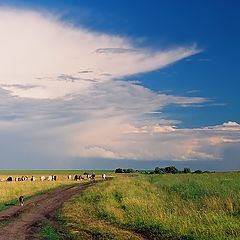 фото "Полевые дороги_2"