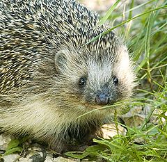 photo "Hedgehog"