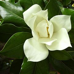 фото "Magnolia"