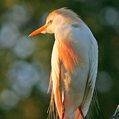 фото "cattle egret"