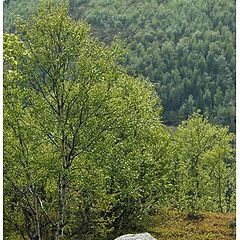 photo "Tundra, Kola peninsula, up north of Russia 4"