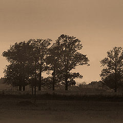 photo "oaks-2"