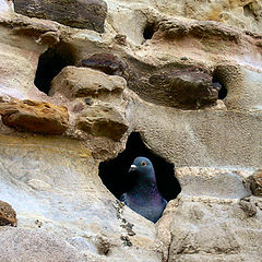 фото "pidgeon in a rock face"