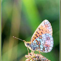 photo "The butterfly"