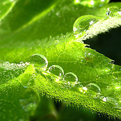 photo "Hour of dew"