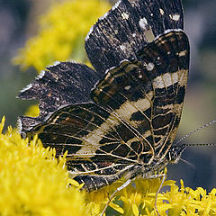 photo "yet another butterfly"