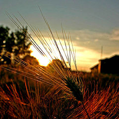 photo "Soon harvest time"