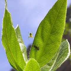 фото "spider and curculionid"