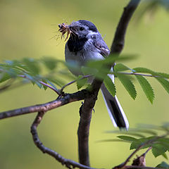 фото "breakfast"