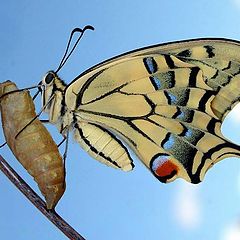 фото "Just emerged (Papilio machaon)"