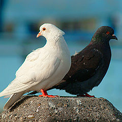 photo "Sheepshead Bay pigeons"