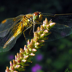 photo "dragonfly"