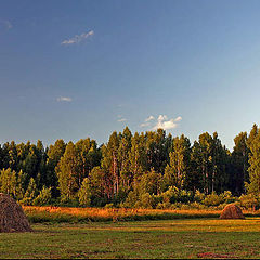 photo "Small hay cocks"