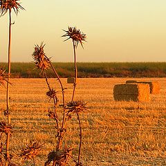 photo "Late summer"