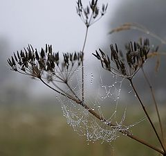 photo "Necklace"