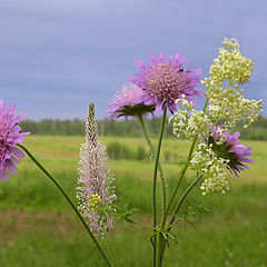 photo "Wild flowers"