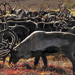 photo "The herd"