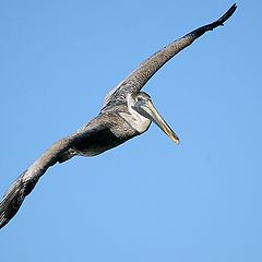 photo "Brown Pelican in Flight"