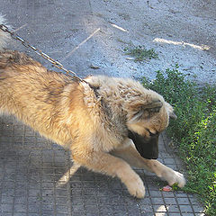 photo "Hunting for a sausage"