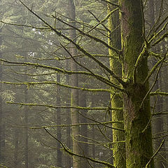 фото "forest II"