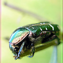 photo "cockchafer"