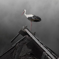 photo "Stork on a roof"