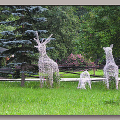 photo "Deers on walk"