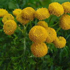 photo "Tansy"