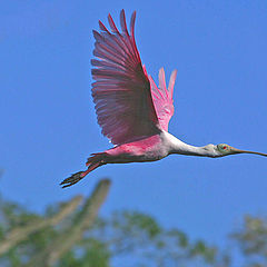 photo "ROSEATE SPOONBILL IN FIGHT"