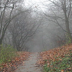 photo "Road into the mist"