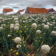 фото "Onion flowers"