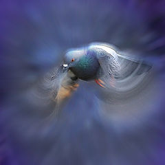 photo "Turbopigeon"