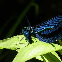 photo "Blue Dragonfly"