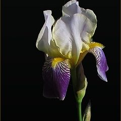 photo "Simply iris..."