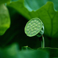 photo "****"