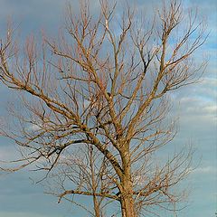 photo "Tree"