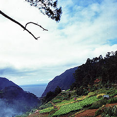 photo "Madeirian Landscape"
