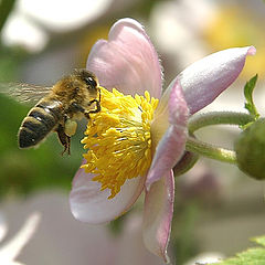 фото "The flower and the bee"