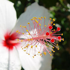 фото "Floral Antenna"