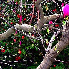 фото "Poisonous Forest"