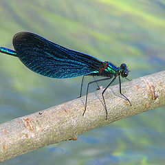 photo "The dragonfly on the bridge passes small river:-)"