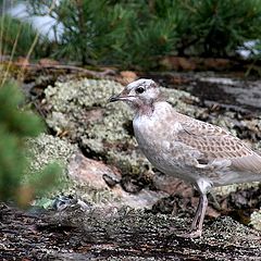 photo "Young gull"